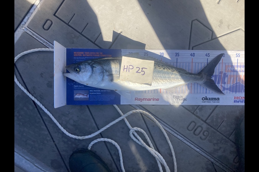 David Monagan caught this 46.5cm Kahawai at Hawkes Bay during The Hirepool Baitmates Fishing Comp