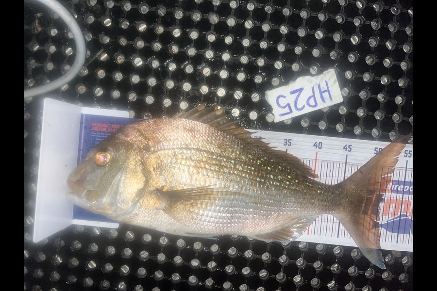 Jayden Purcell caught this 51cm Snapper at Bay of Plenty during The Hirepool Baitmates Fishing Comp