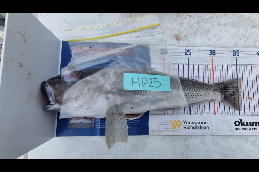 Nathan  Busby caught this 35.5cm Blue Cod at Taranaki during The Hirepool Baitmates Fishing Comp