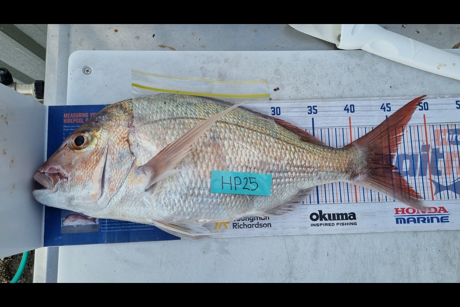 Jaxon Busby caught this 45.0cm Snapper at Taranaki during The Hirepool Baitmates Fishing Comp