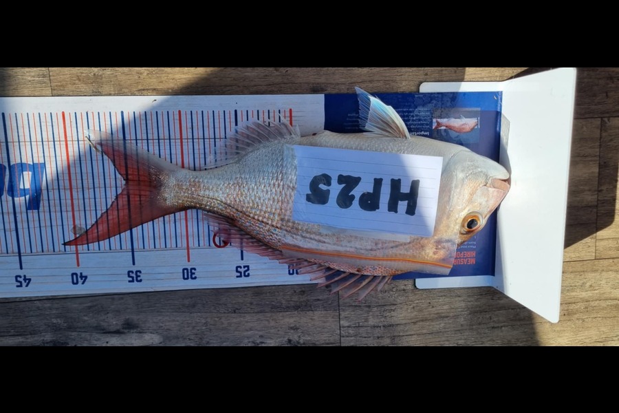 Shae Garrett caught this 35.0cm Snapper at Hawkes Bay during The Hirepool Baitmates Fishing Comp