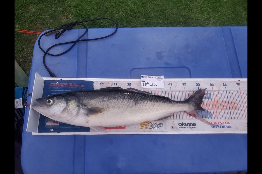 Wayne Hickman caught this 55.0cm Kahawai at Coromandel during The Hirepool Baitmates Fishing Comp