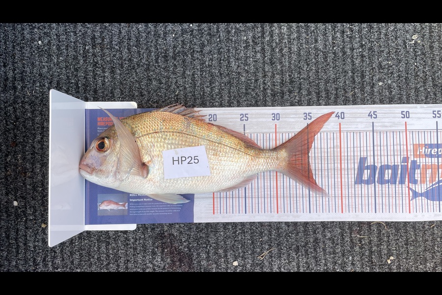 Bradley Wright caught this 35.0cm Snapper at Coromandel during The Hirepool Baitmates Fishing Comp
