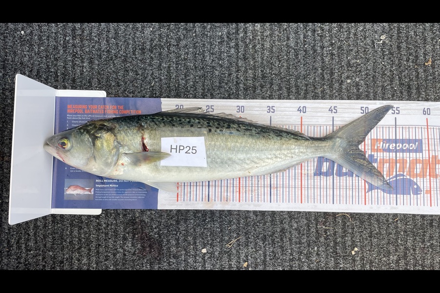 Bradley Wright caught this 49.0cm Kahawai at Coromandel during The Hirepool Baitmates Fishing Comp