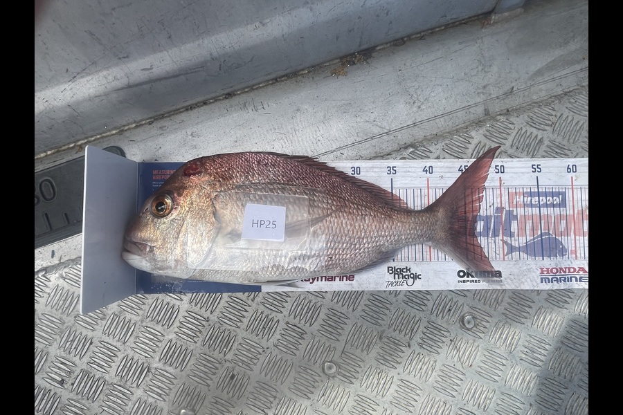 Conchur Higgins caught this 46.0cm Snapper at Coromandel during The Hirepool Baitmates Fishing Comp