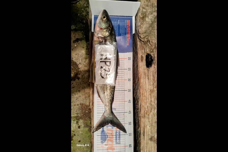 Rewai Williams caught this 49.5cm Kahawai at Bay of Plenty during The Hirepool Baitmates Fishing Comp