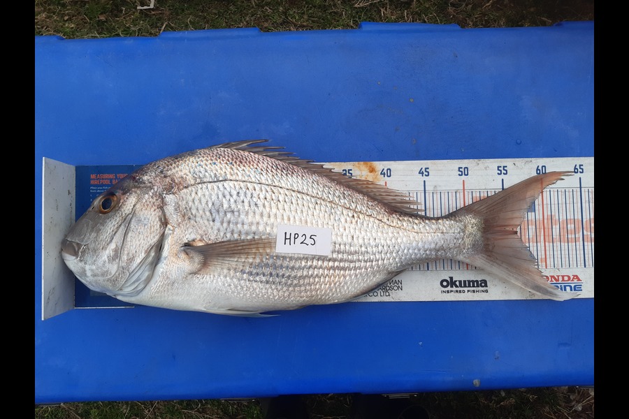 Clinton Emtage caught this 56.5cm Snapper at Northland during The Hirepool Baitmates Fishing Comp