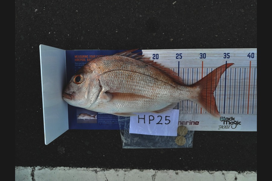 Kaden Lovegrove caught this 32.5cm Snapper at Auckland during The Hirepool Baitmates Fishing Comp