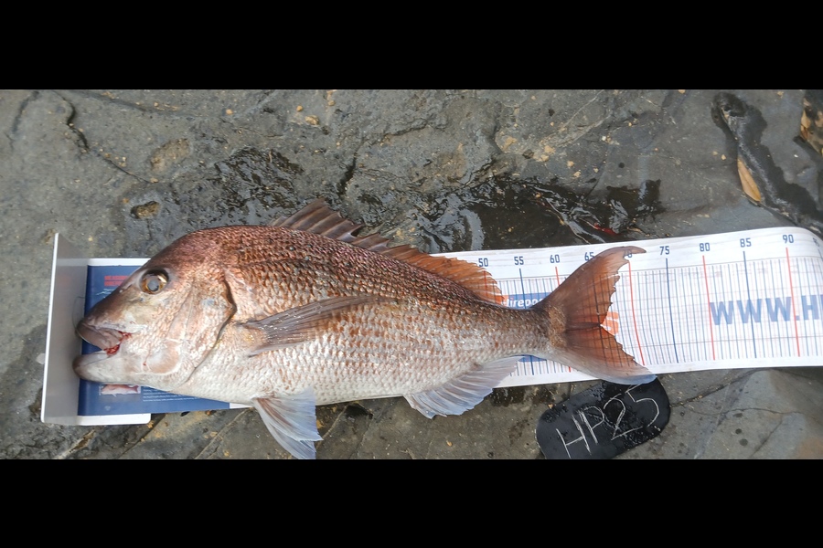 Mitchell Lindsay caught this 65.0cm Snapper at Auckland during The Hirepool Baitmates Fishing Comp