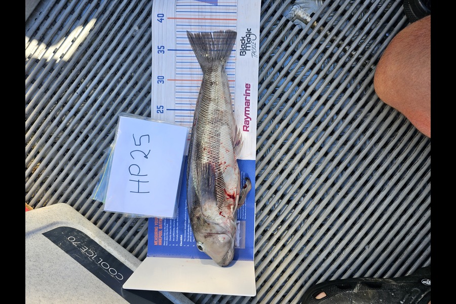 Djan Chamberlain caught this 38.0cm Blue Cod at Nelson/Marlborough during The Hirepool Baitmates Fishing Comp
