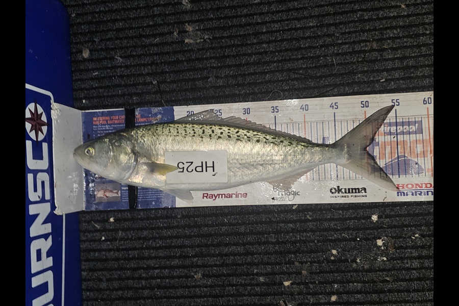 Cayleb Balks caught this 50.0cm Kahawai at Bay of Plenty during The Hirepool Baitmates Fishing Comp