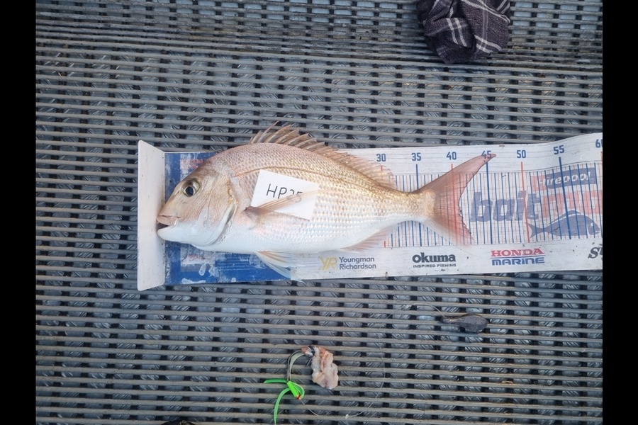 Jayden Emtage caught this 40.5cm Snapper at Northland during The Hirepool Baitmates Fishing Comp