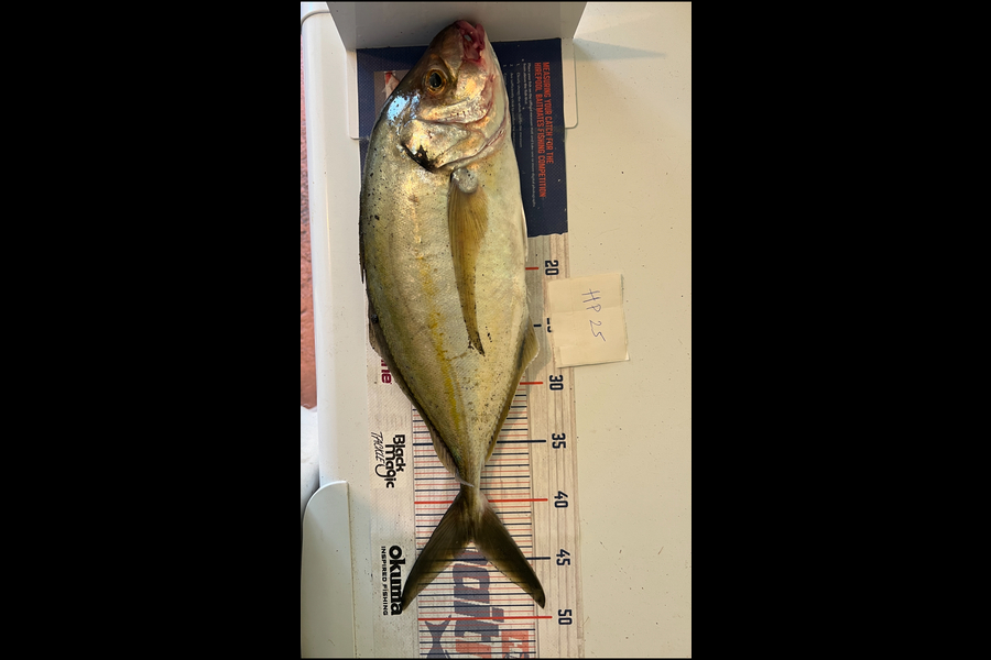 Joyson Dsilva caught this 43.5cm Trevally at Taranaki during The Hirepool Baitmates Fishing Comp