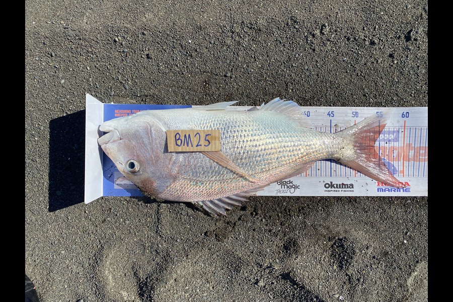 Shamus Brophy caught this 54.0cm Snapper at Hawkes Bay during The Hirepool Baitmates Fishing Comp