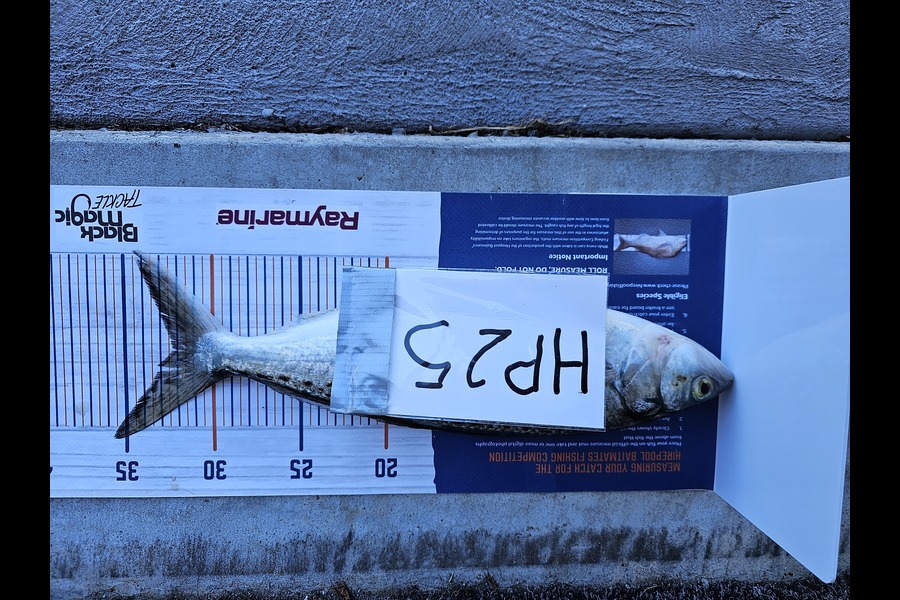 Sheila Jackson caught this 32.0cm Kahawai at Nelson/Marlborough during The Hirepool Baitmates Fishing Comp