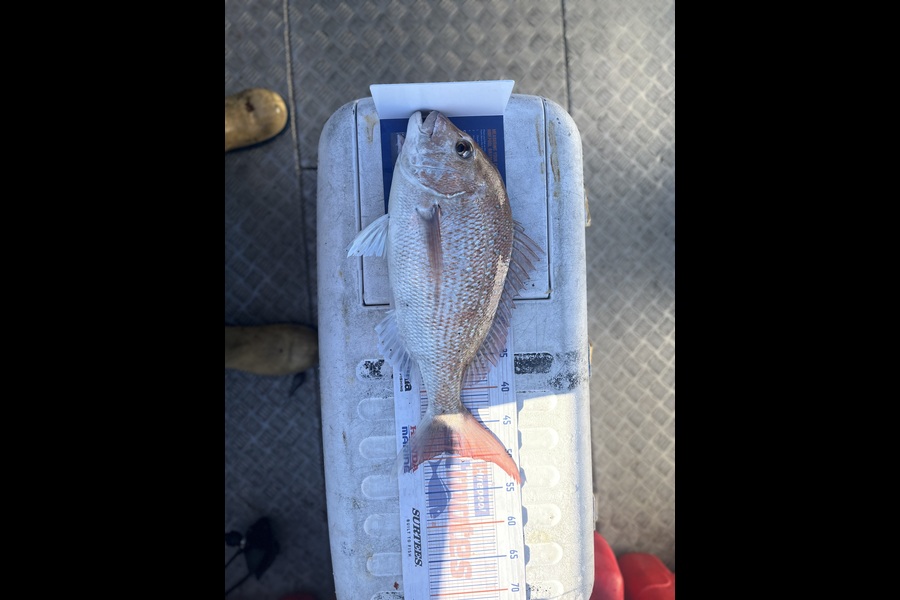 Laura Young caught this 49.0cm Snapper at Nelson/Marlborough during The Hirepool Baitmates Fishing Comp