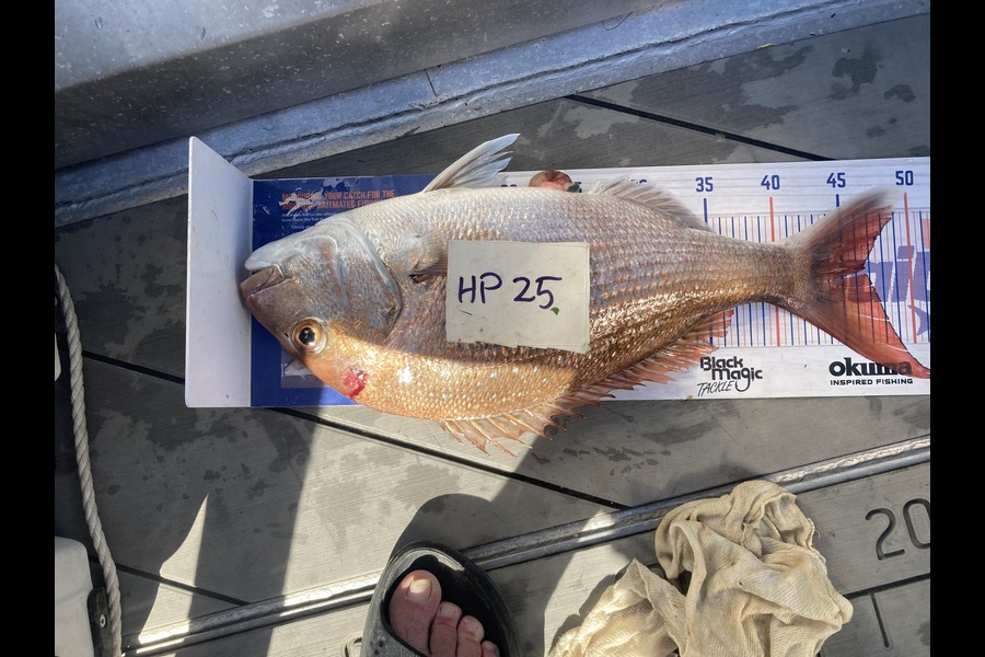 David Monagan caught this 46.5cm Snapper at Hawkes Bay during The Hirepool Baitmates Fishing Comp