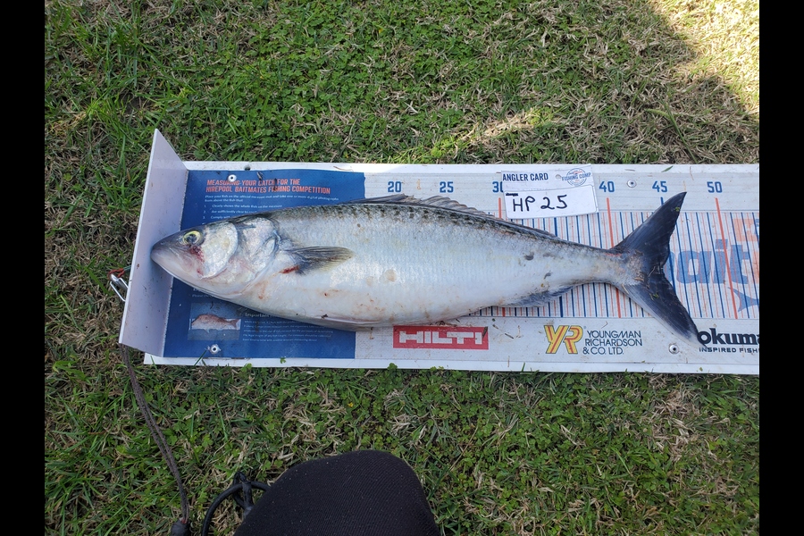 Wayne Hickman caught this 44cm Kahawai at Coromandel during The Hirepool Baitmates Fishing Comp