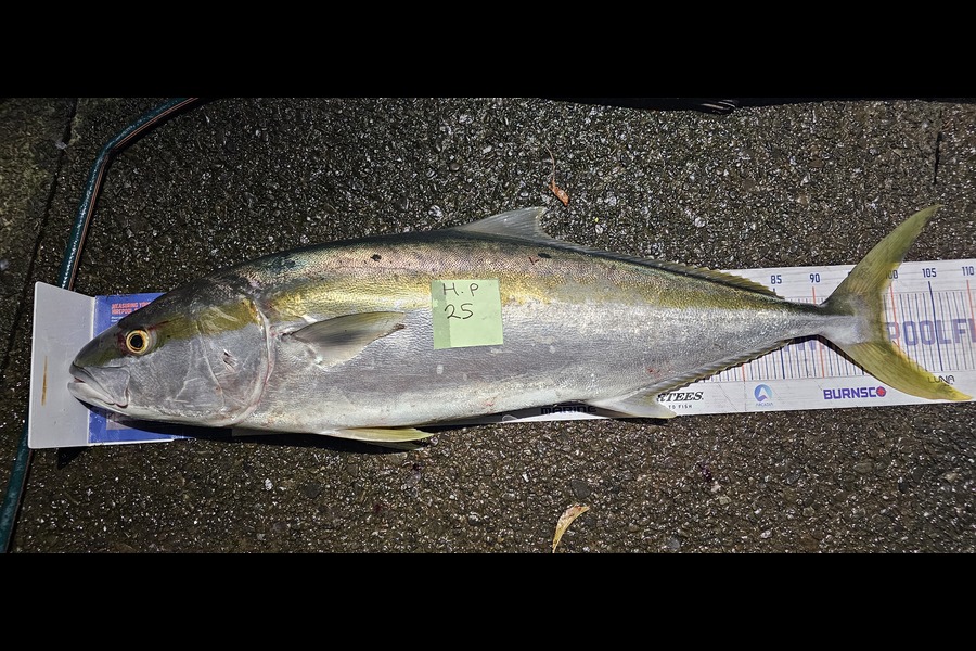 Tony Wong-Kam caught this 99.0cm Kingfish at Auckland during The Hirepool Baitmates Fishing Comp