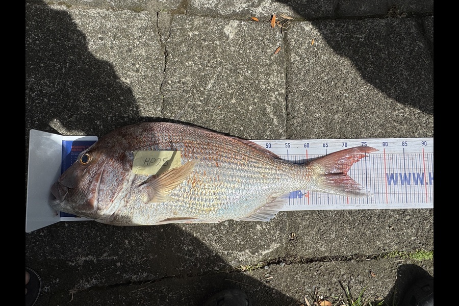 Bayley Betts caught this 70.0cm Snapper at Taranaki during The Hirepool Baitmates Fishing Comp