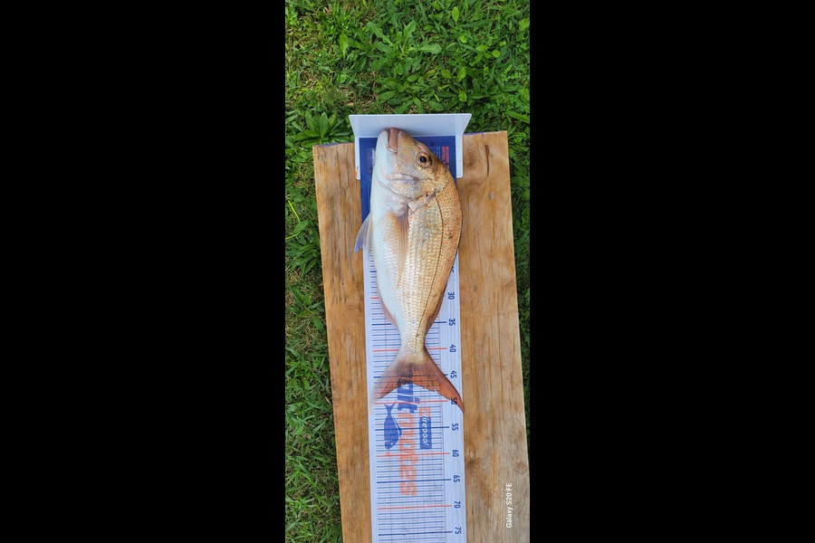 Ricky  Blanken caught this 46cm Snapper at Northland during The Hirepool Baitmates Fishing Comp