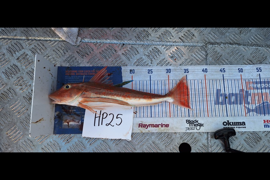 Trevor Hopson caught this 35.5cm Gurnard at Bay of Plenty during The Hirepool Baitmates Fishing Comp
