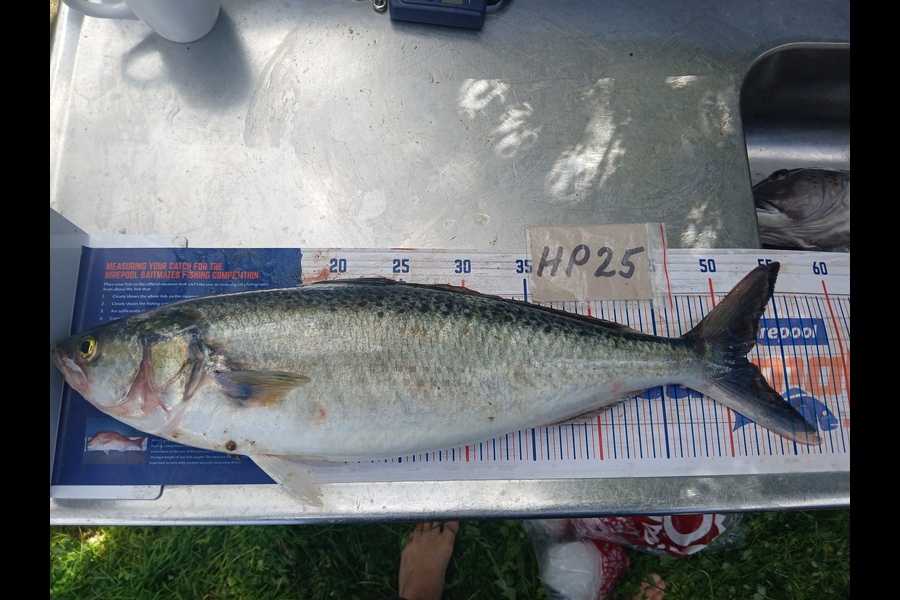 Timothy Beale caught this 51.5cm Kahawai at Wairarapa
 during The Hirepool Baitmates Fishing Comp