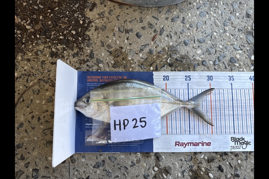 Chris Dudson caught this 27.0cm Trevally at Bay of Plenty during The Hirepool Baitmates Fishing Comp