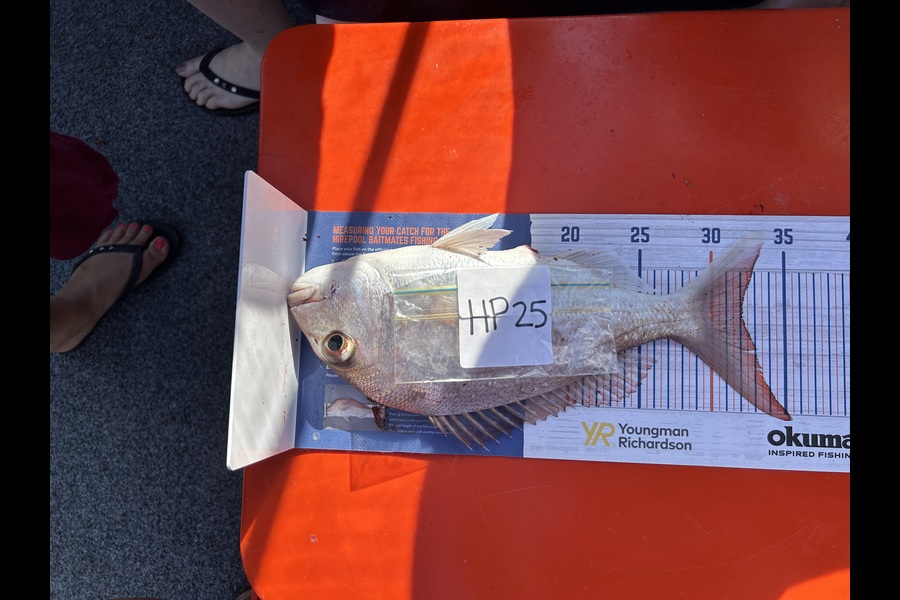 Kim Stone caught this 32.0cm Snapper at Auckland during The Hirepool Baitmates Fishing Comp