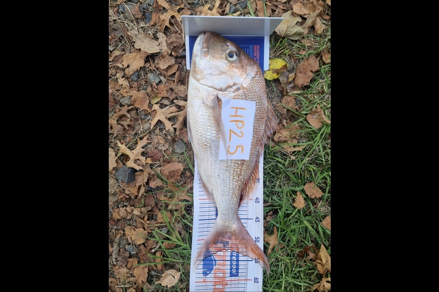 Shaun McLean caught this 52.5cm Snapper at Coromandel during The Hirepool Baitmates Fishing Comp