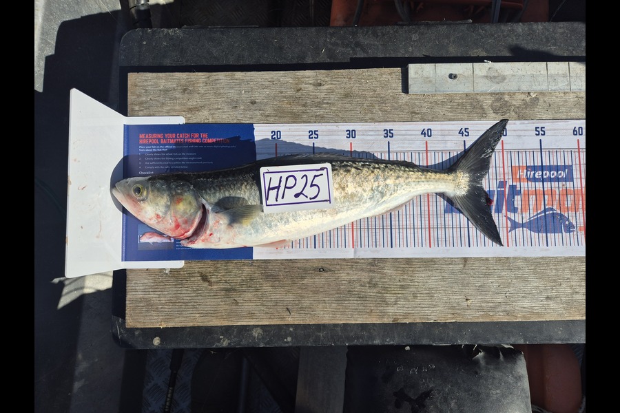Richard Ashby caught this 46cm Kahawai at Northland during The Hirepool Baitmates Fishing Comp