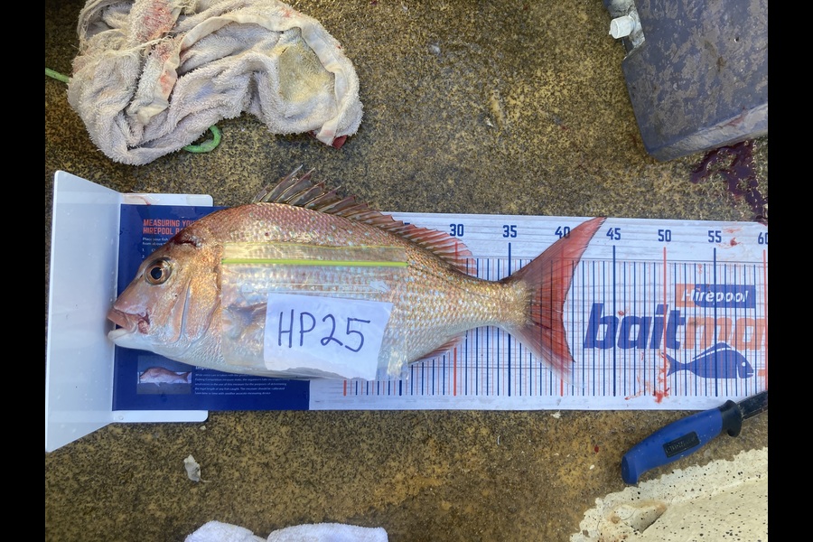 Anthony Murray caught this 40.0cm Snapper at Wellington during The Hirepool Baitmates Fishing Comp