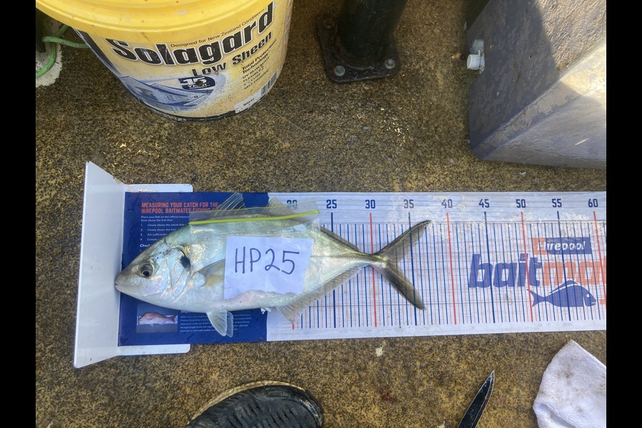 Anthony Murray caught this 33.0cm Trevally at Wellington during The Hirepool Baitmates Fishing Comp