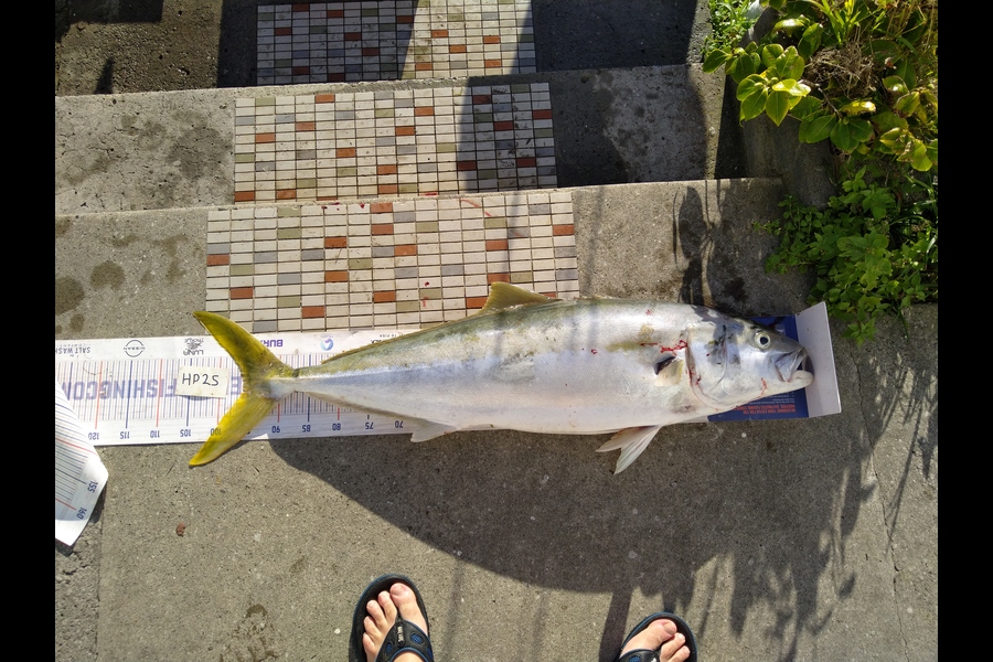 Steve  Brown  caught this 96.0cm Kingfish at Wellington during The Hirepool Baitmates Fishing Comp