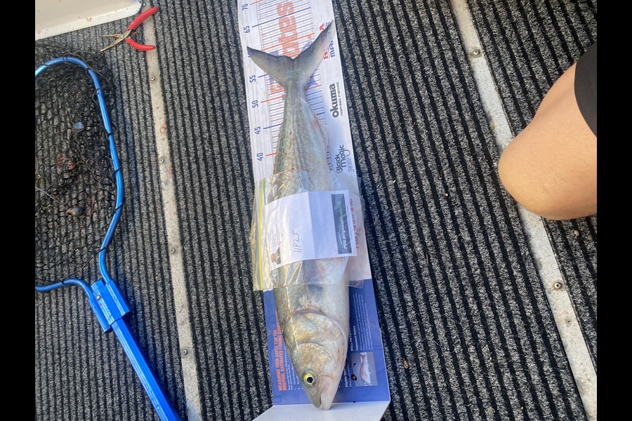 Chris Lepine caught this 56.5cm Kahawai at Nelson/Marlborough during The Hirepool Baitmates Fishing Comp