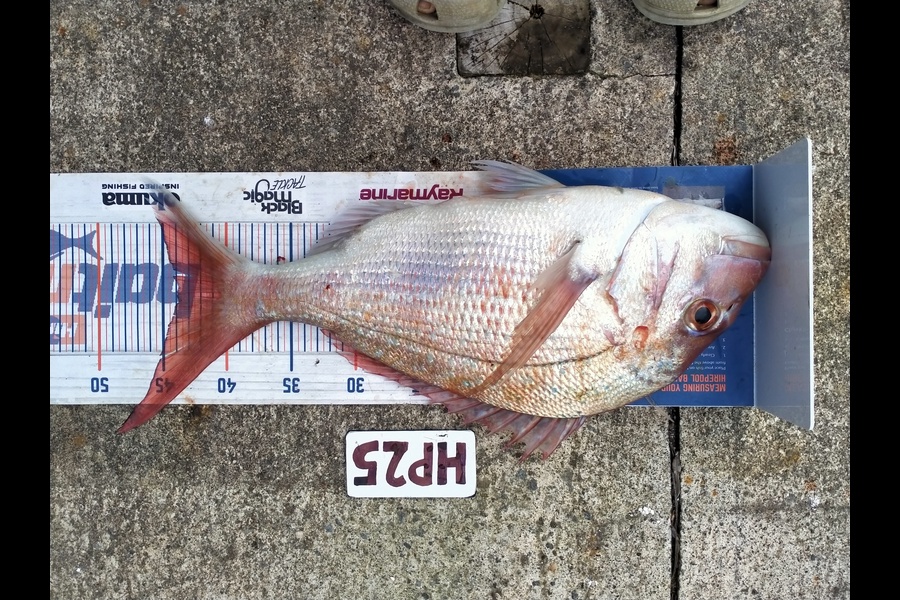 Roger Ratahi caught this 44.0cm Snapper at Taranaki during The Hirepool Baitmates Fishing Comp
