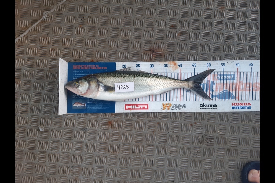 Clinton Emtage caught this 46.5cm Kahawai at Northland during The Hirepool Baitmates Fishing Comp