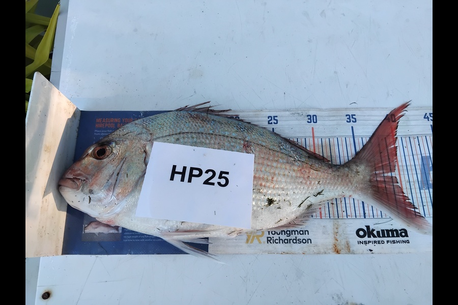 Mathew Ferris caught this 39.5cm Snapper at Nelson/Marlborough during The Hirepool Baitmates Fishing Comp