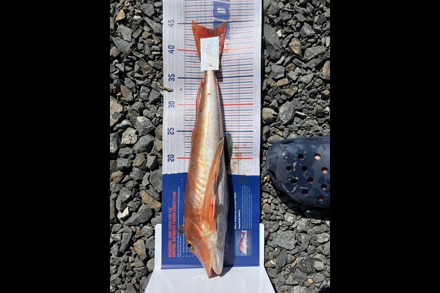 Craig Jenkins caught this 44.0cm Gurnard at Auckland during The Hirepool Baitmates Fishing Comp
