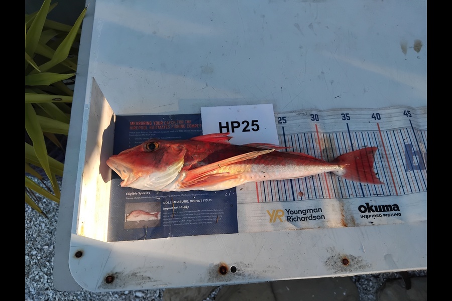Mathew Ferris caught this 37.5cm Gurnard at Nelson/Marlborough during The Hirepool Baitmates Fishing Comp