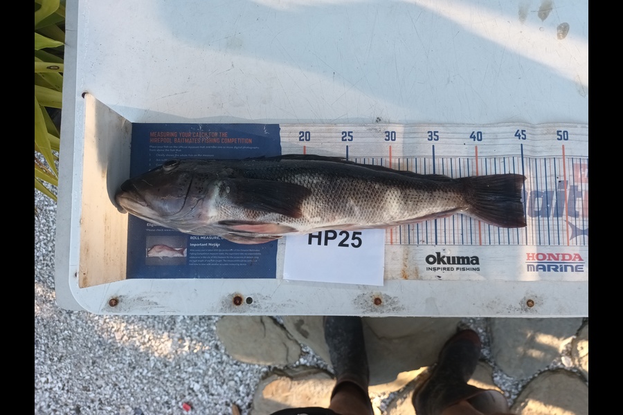 Jason Iorns caught this 44.5cm Blue Cod at Nelson/Marlborough during The Hirepool Baitmates Fishing Comp