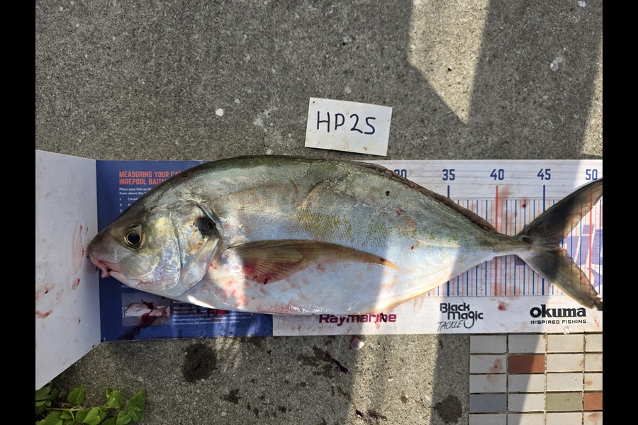David  Douglas  caught this 46.5cm Trevally at Wellington during The Hirepool Baitmates Fishing Comp