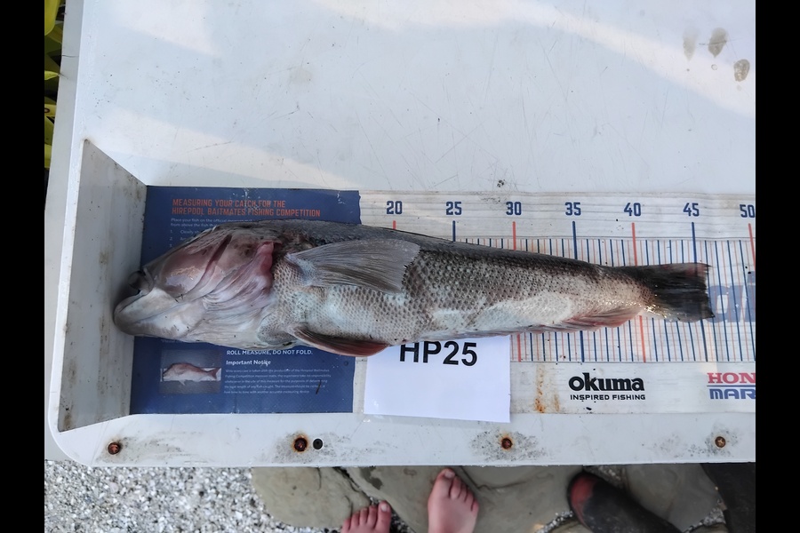 Mathew Ferris caught this 45.5cm Blue Cod at Nelson/Marlborough during The Hirepool Baitmates Fishing Comp