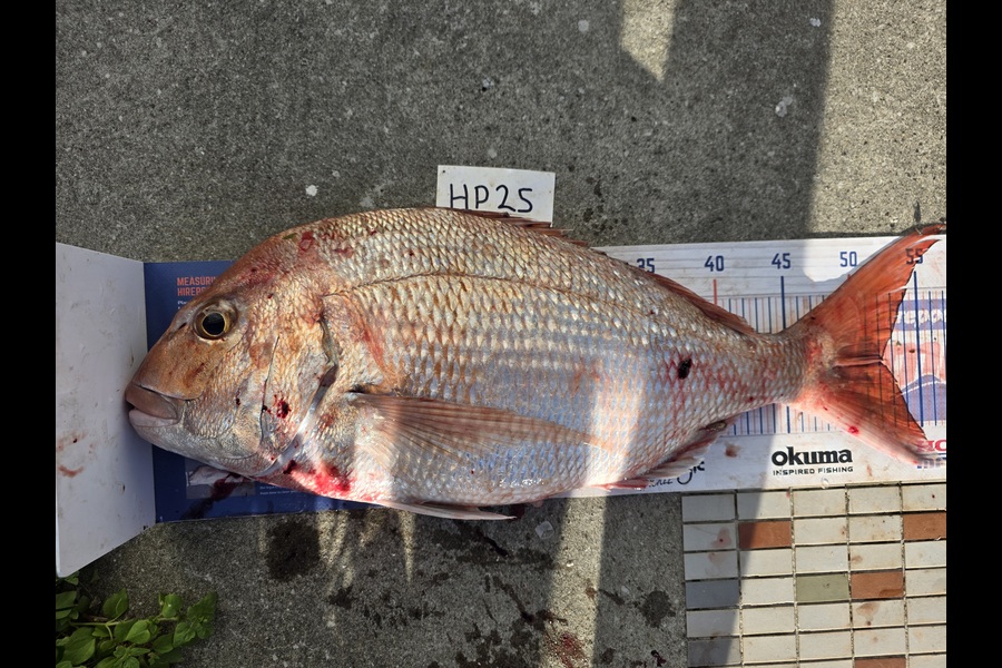 David  Douglas  caught this 52.0cm Snapper at Wellington during The Hirepool Baitmates Fishing Comp