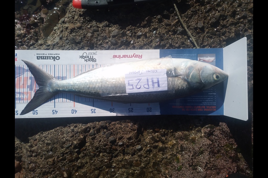 Kevan Gooch caught this 49.0cm Kahawai at Wellington during The Hirepool Baitmates Fishing Comp