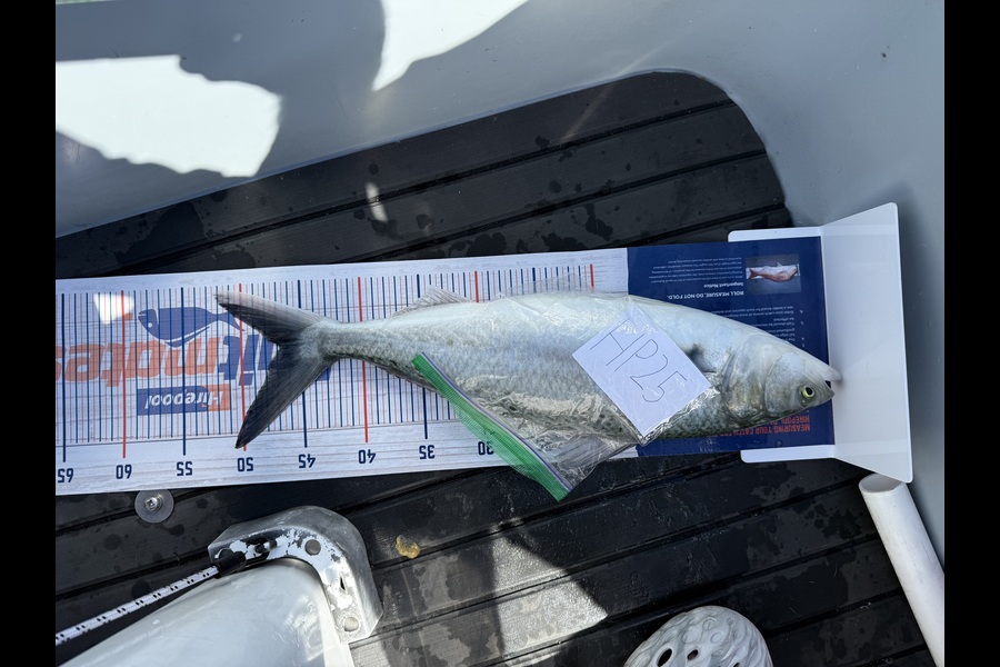 Chris Willett caught this 46.5cm Kahawai at Bay of Plenty during The Hirepool Baitmates Fishing Comp