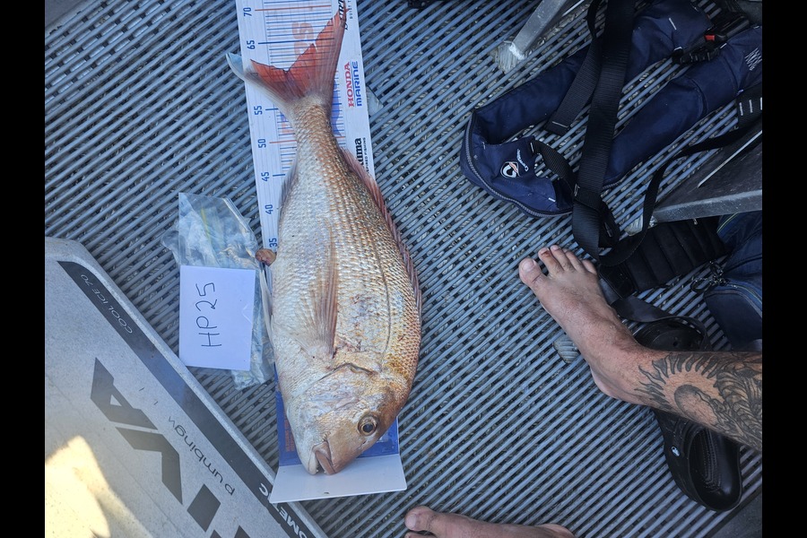 Djan Chamberlain caught this 60.5cm Snapper at Nelson/Marlborough during The Hirepool Baitmates Fishing Comp