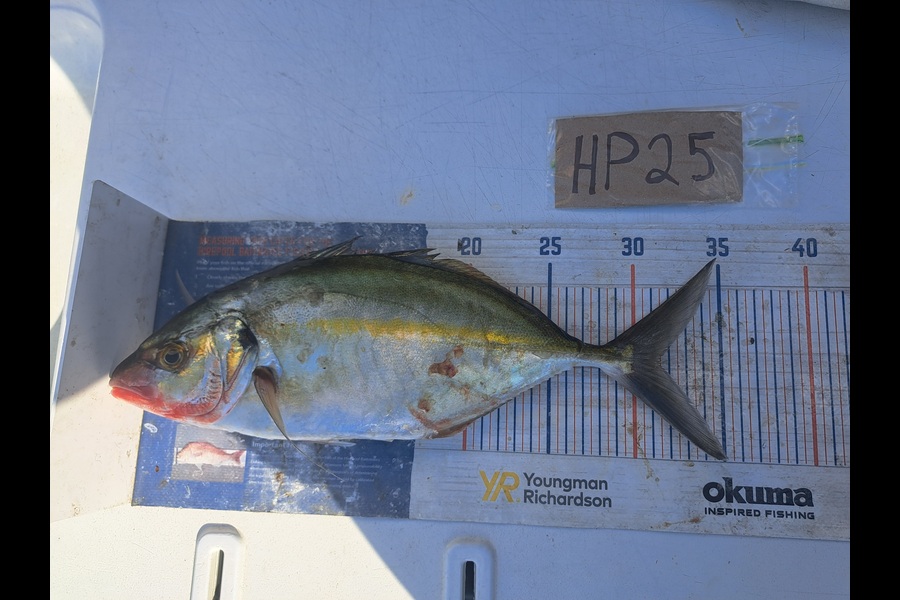Harry Kovacs caught this 31.5cm Trevally at Wellington during The Hirepool Baitmates Fishing Comp