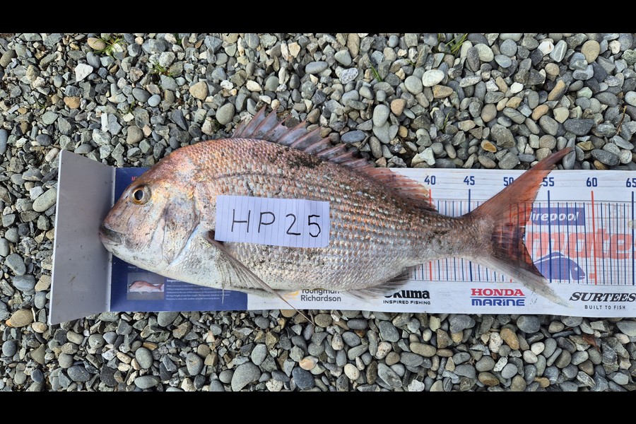 Joshua Gordon caught this 52cm Snapper at West Coast during The Hirepool Baitmates Fishing Comp
