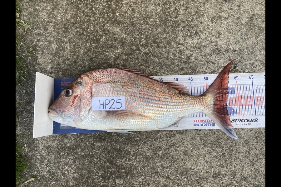 Marshall Wells caught this 56.0cm Snapper at Taranaki during The Hirepool Baitmates Fishing Comp